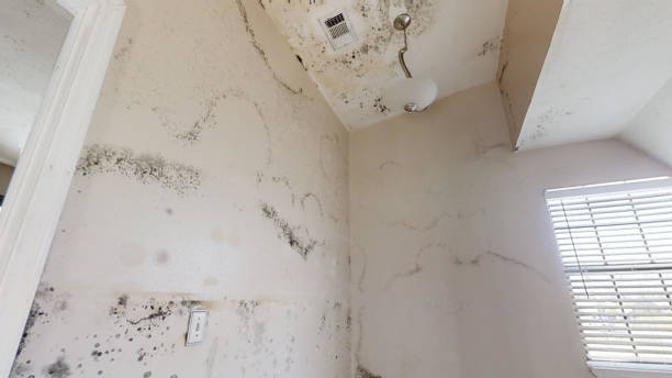Mold Documentation for Insurance Claims in Honeyville, UT