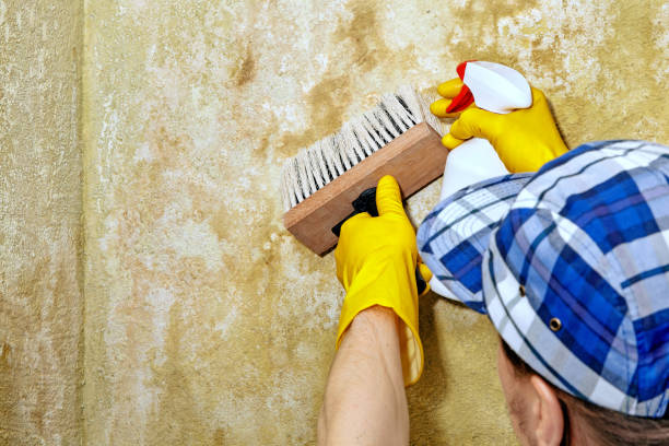 Best Comprehensive Air Testing for Mold Contaminants  in Honeyville, UT