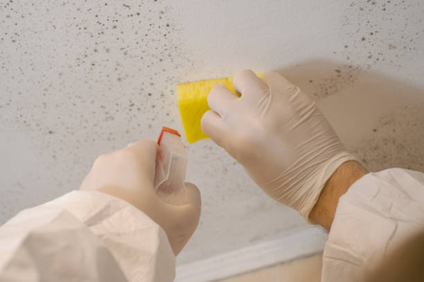 Best Post-Construction Mold Inspection  in Honeyville, UT