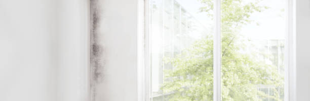 Best Mold Damage Restoration  in Honeyville, UT