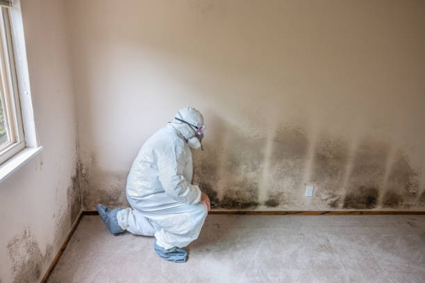 Best Forensic Mold Investigation  in Honeyville, UT