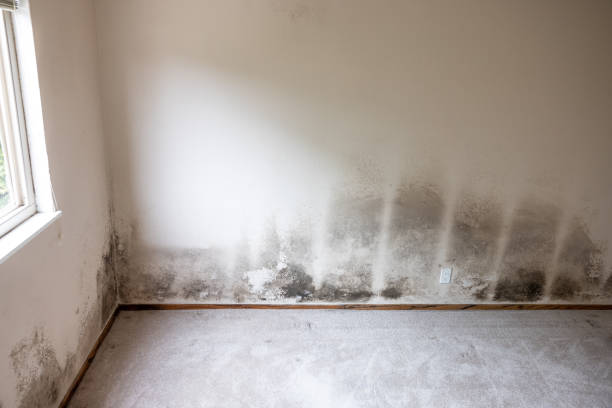 Best Industrial Mold Remediation  in Honeyville, UT
